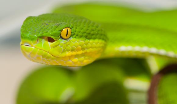 Bamboo pit viper (Trmeresurus albolabris) - Thailand (c) C. Vanbellingen - Alphabiotoxine Laboratory