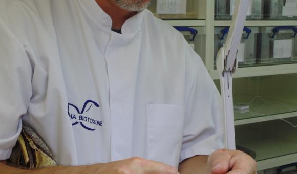 Dealing with scorpion (Heterometrus cyaneus) – Indonesia (c) C. Vanbellingen – Alphabiotoxine Laboratory