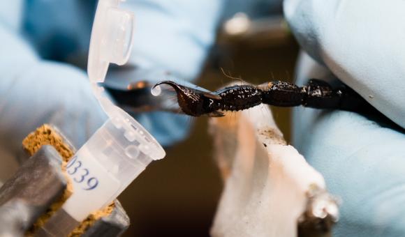 Rudy Fourmy, founder of Alphabiotoxine, totally dealing with venom on Gaboon viper (Bitis gabonica) – East Africa (c) C. Vanbellingen – Alphabiotoxine Laboratory