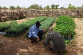 Zoromé Hamado tree nursery at Gasselkoli (Tongomayel - 26-06-18) | © APEFE Zoromé Hamado tree nursery at Gasselkoli (Tongomayel - 26-06-18)