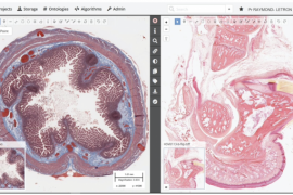 Le microscope virtuel de Cytomine au service des futurs vétérinaires français Le microscope virtuel de Cytomine au service des futurs vétérinaires français