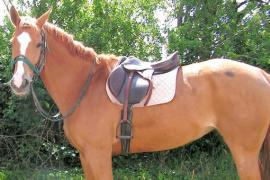 A therapeutic horse saddle A therapeutic horse saddle