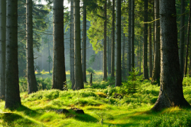 IIS VALBOWAL : "Développer la filière bois et renforcer l'attractivité de la Wallonie" © Fotolia IIS VALBOWAL : "Développer la filière bois et renforcer l'attractivité de la Wallonie" © Fotolia