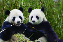 Hao Hao and Xing Hui Hao Hao and Xing Hui