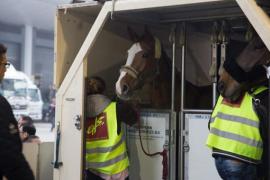 Liege Airport, from which all the European horses are leaving, is a partner of the « Longines Hong Kong Masters ». Liege Airport, from which all the European horses are leaving, is a partner of the « Longines Hong Kong Masters ».